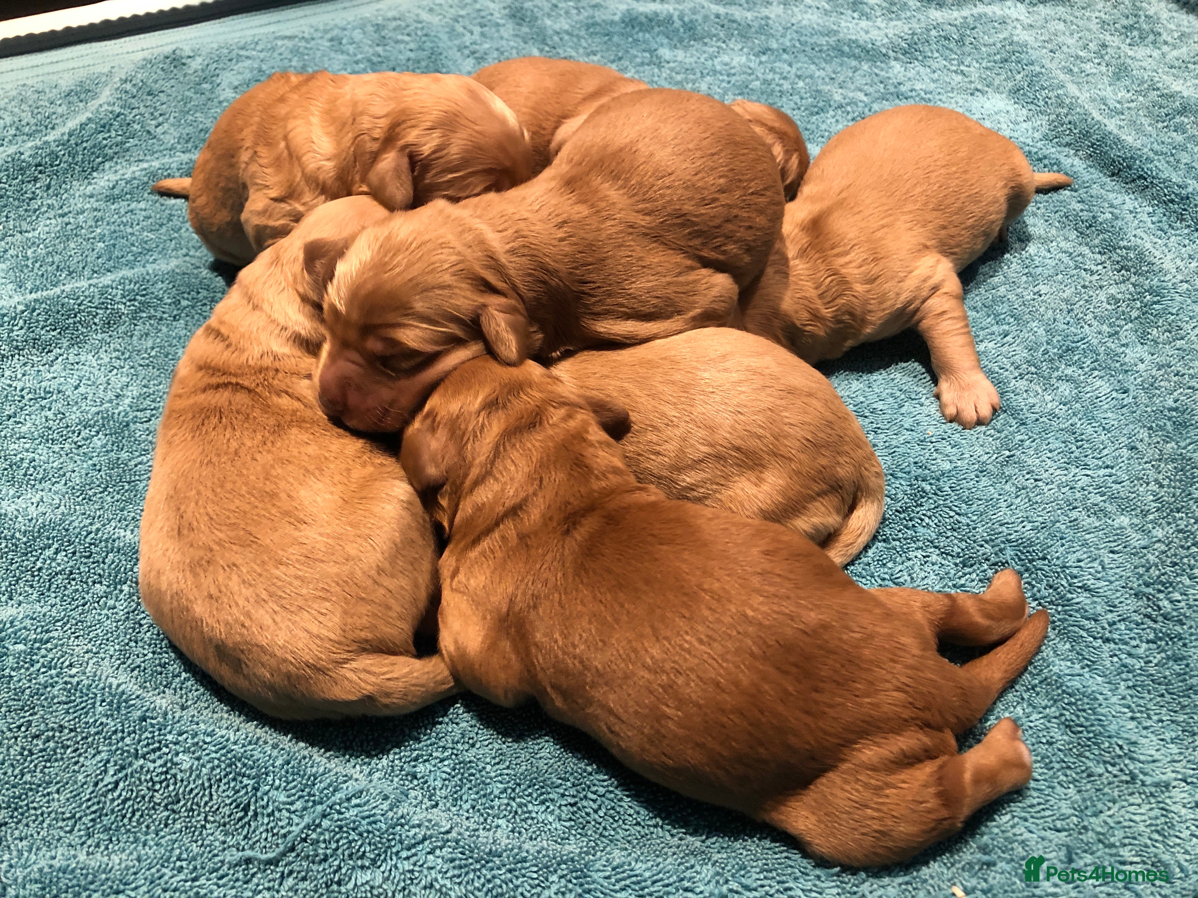 Goldendoodle dogs F1 Miniature Goldendoodle 100% DNA Health Tested - Advert 1