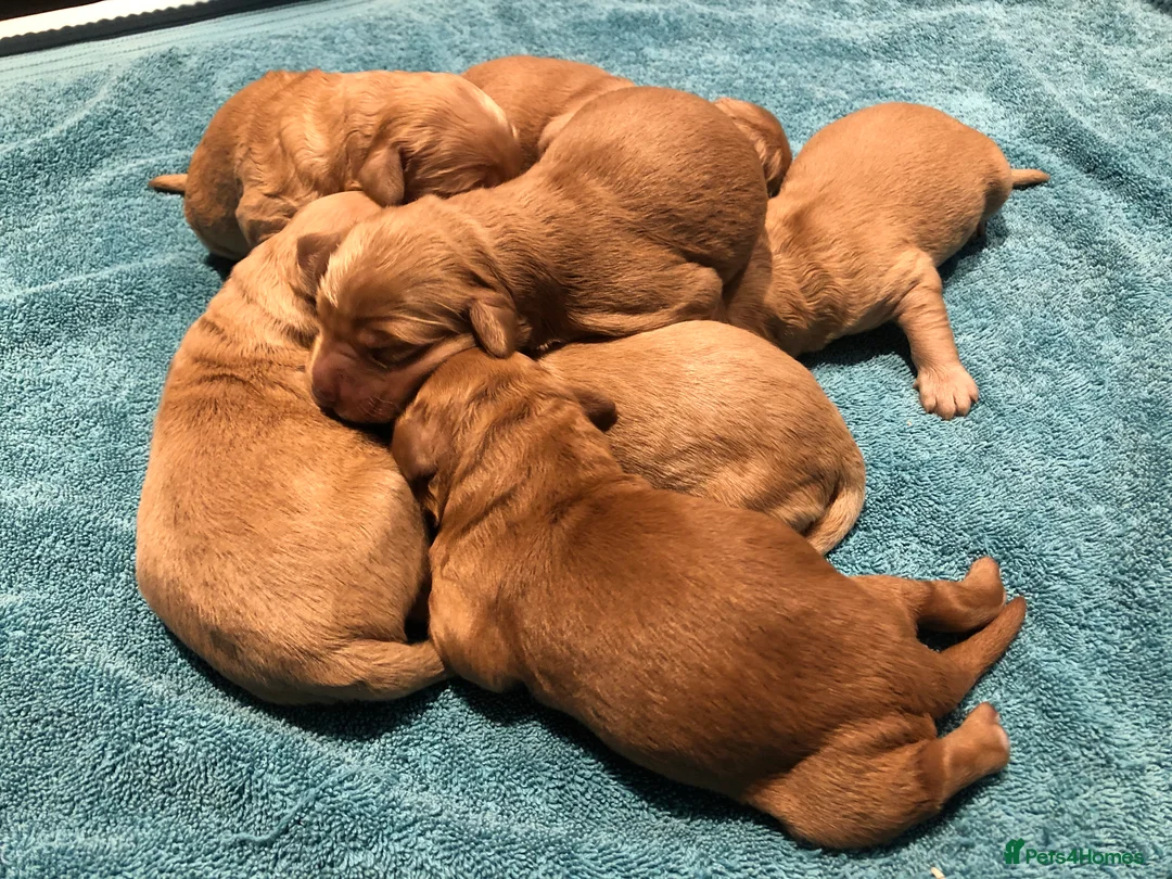 Goldendoodle dogs for sale: F1 Miniature Goldendoodle 100% DNA Health Tested - Advert 2