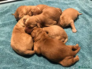 Goldendoodle dogs F1 Miniature Goldendoodle 100% DNA Health Tested - Advert 1