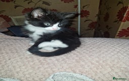 British Shorthair cats for sale: Kittens  - Image 2