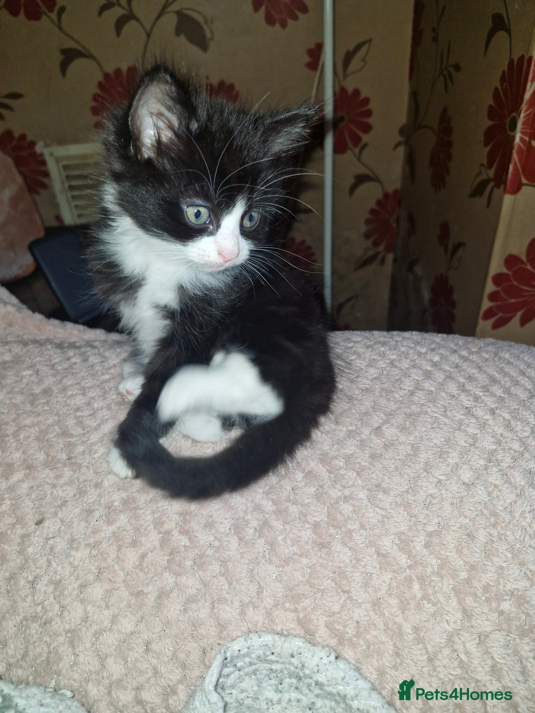 British Shorthair cats for sale: Kittens  - Image 2