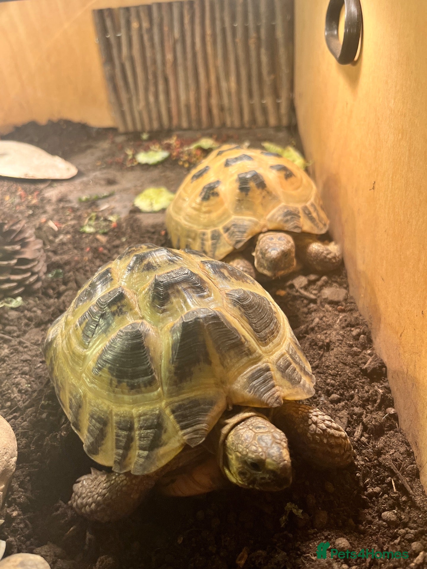 Tortoise reptiles 2 horse field tortoises looking for forever home  - Advert 3