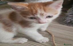Domestic Shorthair cats for sale: Girl kitten  - Image 1