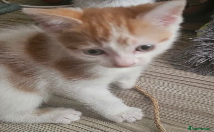 Domestic Shorthair cats - Advert 3