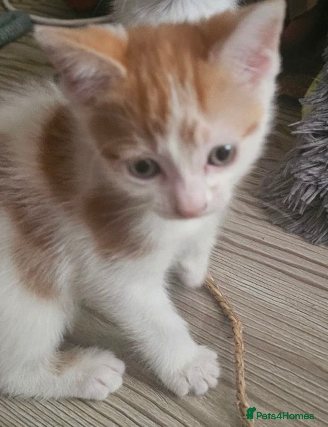 Domestic Shorthair cats for sale: Girl kitten  - Image 1
