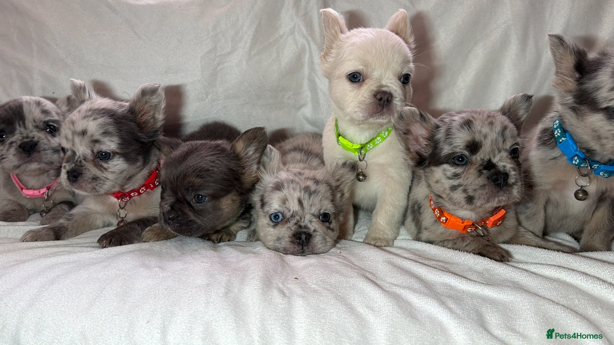 French Bulldog dogs Best in west mids.5 star super full fluffy litter - Advert 1