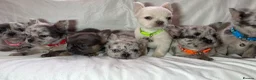 French Bulldog dogs for sale: Reduced 4 fluffy frenches both injections. - Advert 3