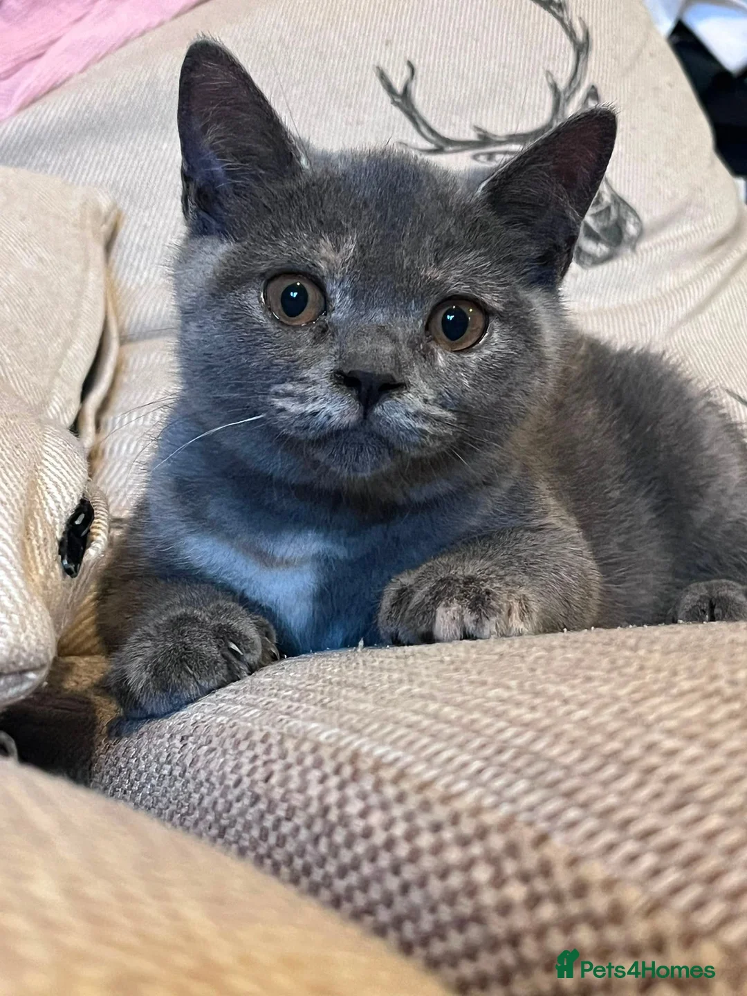 British Shorthair cats for sale: 2 Gorgeous, Loving, Friendly, BSH Female Kittens in Gravesend - Advert 2