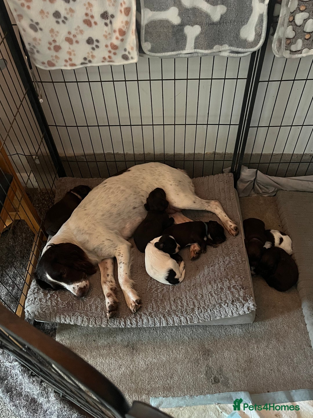 Mixed Breed dogs for sale: 6 Beautiful Sprockerpoos for sale - Advert 1