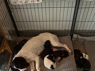 Mixed Breed dogs 6 Beautiful Sprockerpoos for sale - Advert 2