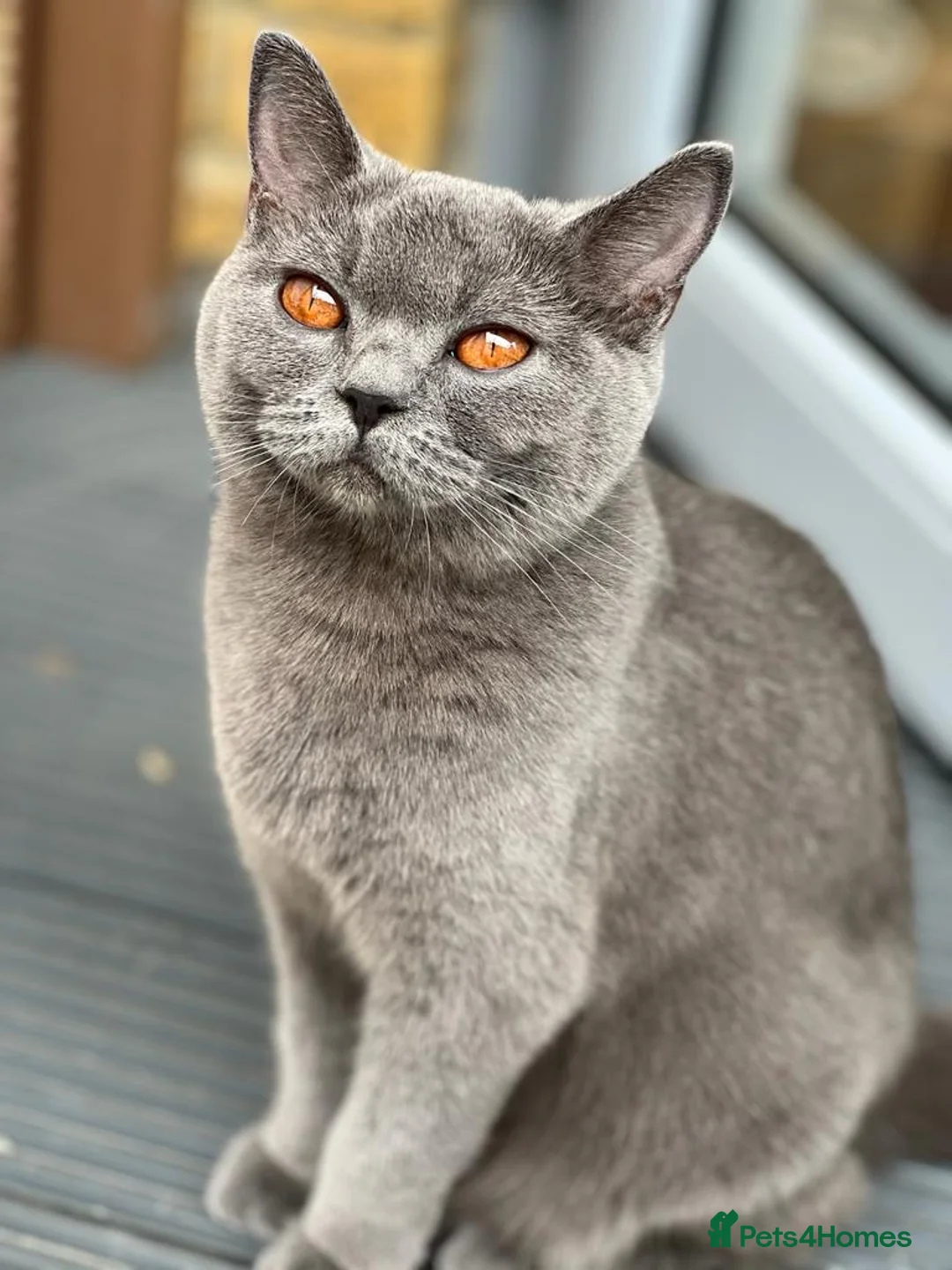 British Shorthair cats for sale: Beautiful British Shorthair Kitten - Advert 1