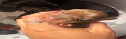 Miniature Dachshund dogs for sale: Miniature dachshund puppies - Advert 18