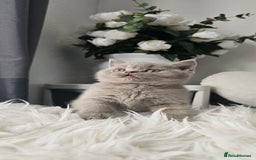 Scottish Fold cats for sale: 3 Beautiful Scottish Fold Kittens(Taki,Taco,Tango) - Image 9