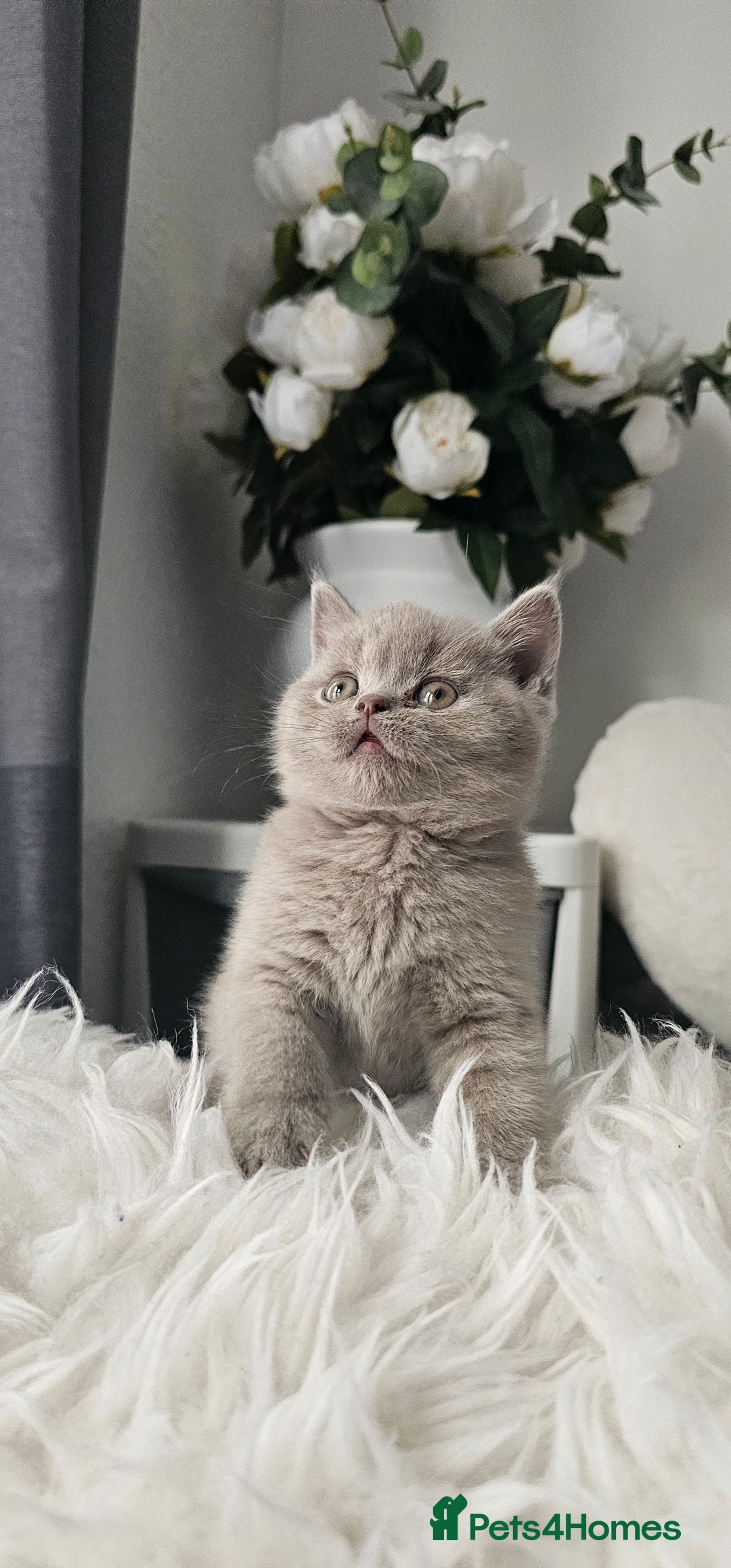 Scottish Fold cats for sale: 3 Beautiful Scottish Fold Kittens(Taki,Taco,Tango) - Image 9