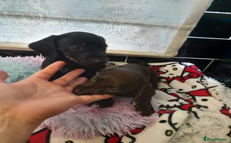 Miniature Dachshund dogs - Advert 12