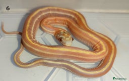 Corn Snake reptiles for sale: 2025 Scaleless cornsnakes  - Image 1