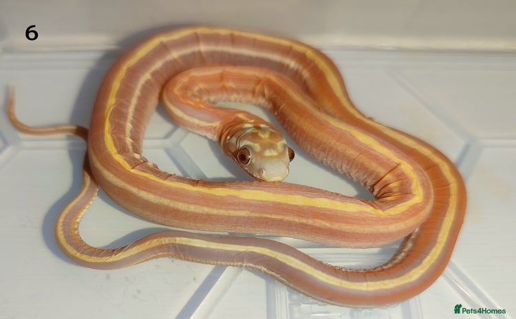 Corn Snake reptiles - Advert 1