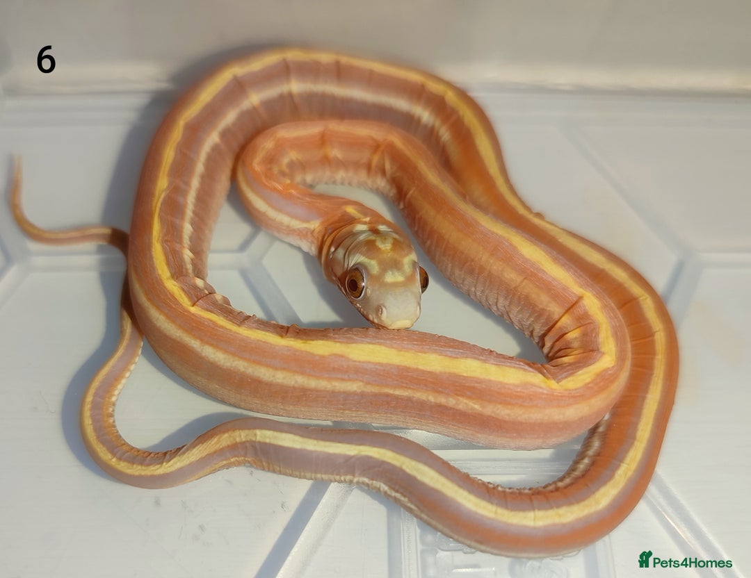 Corn Snake reptiles for sale: 2025 Scaleless cornsnakes  - Image 1