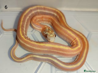 Corn Snake reptiles - Advert 23