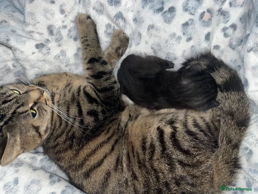 Mixed Breed cats for sale: Beautiful black kitten - Advert 9