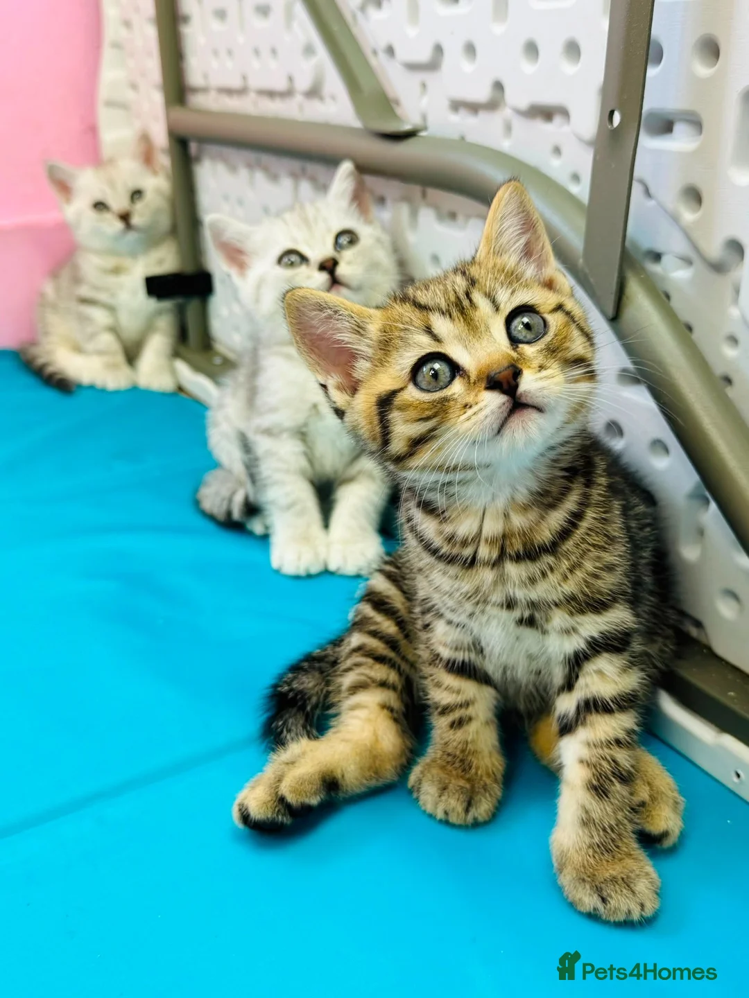 British Shorthair cats for sale: READY NOW GCCF British Shorthair Tabby Kittens - Advert 2