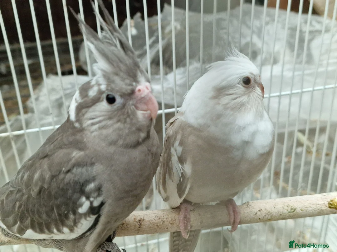 Cockatiels birds for sale: Super silly hand tamed baby budgies  - Advert 2