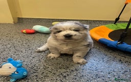 Mixed Breed dogs for sale: Genuine Chowski puppies  - Image 15