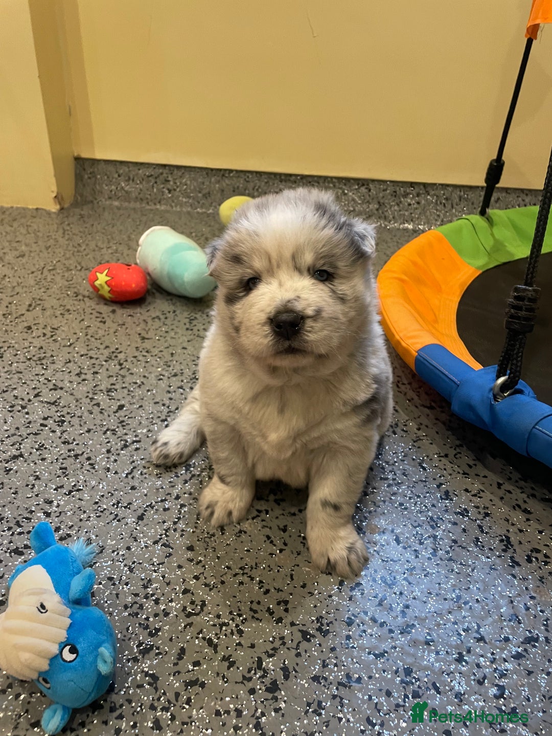 Mixed Breed dogs for sale: Genuine Chowski puppies  - Image 15