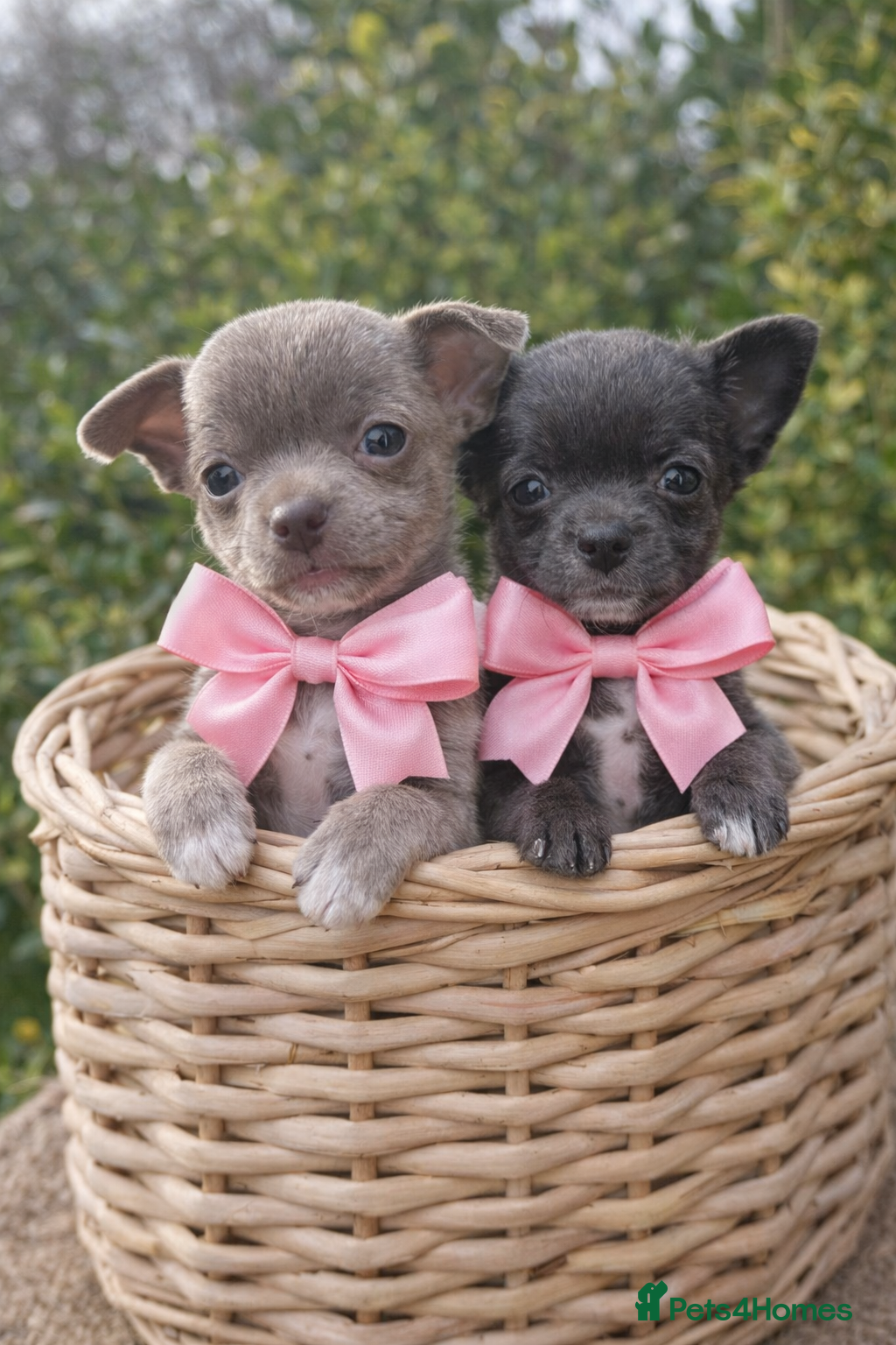 Chihuahua dogs 1 blue 1 lilac girl available KC viewings welcome - Advert 4