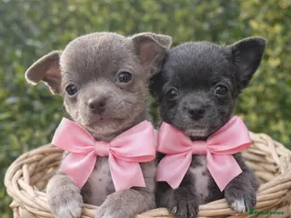 Chihuahua dogs 1 blue 1 lilac girl available KC viewings welcome - Advert 1