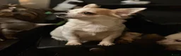 Chihuahua dogs for sale:  Chihuahua Puppies – 2 Boys 2 Girls Ready Soon - Advert 16