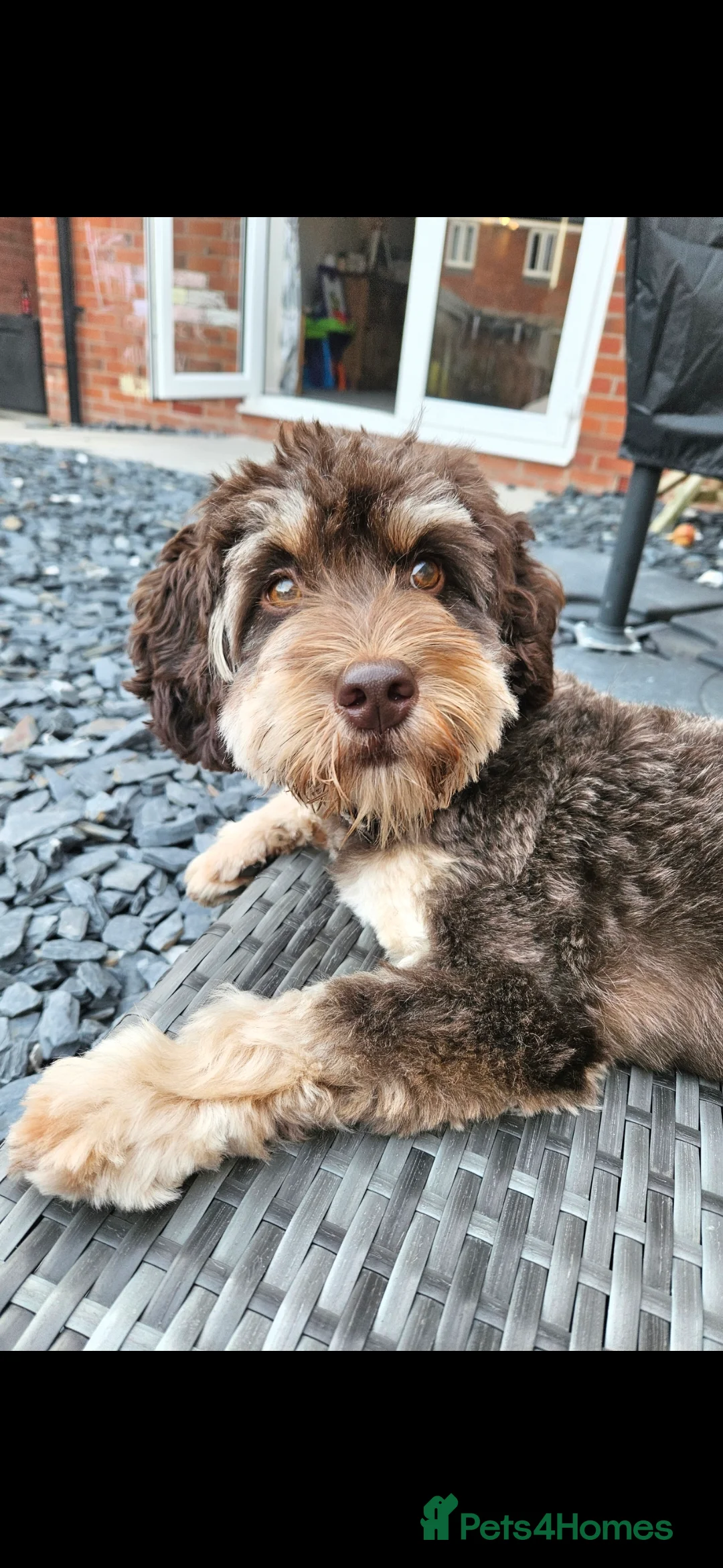 Cockapoo dogs for sale: 🍫 Meet Our Chocolate-Inspired Cockapoo Cuties 🍫 in Stoke-on-Trent - Advert 15
