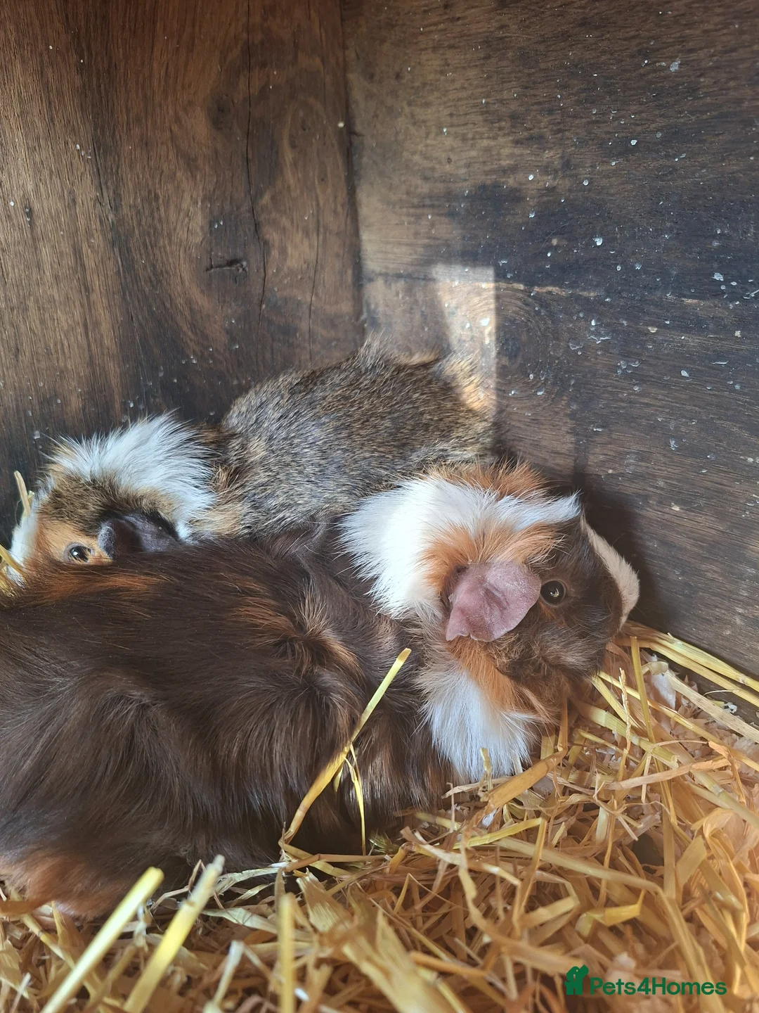 Guinea Pig rodents for sale: 3 Abyssinian Male Guinea Pigs beautiful colours  - Advert 2