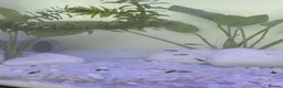 Mollies fish for sale: Baby Mollie Fish - Advert 1