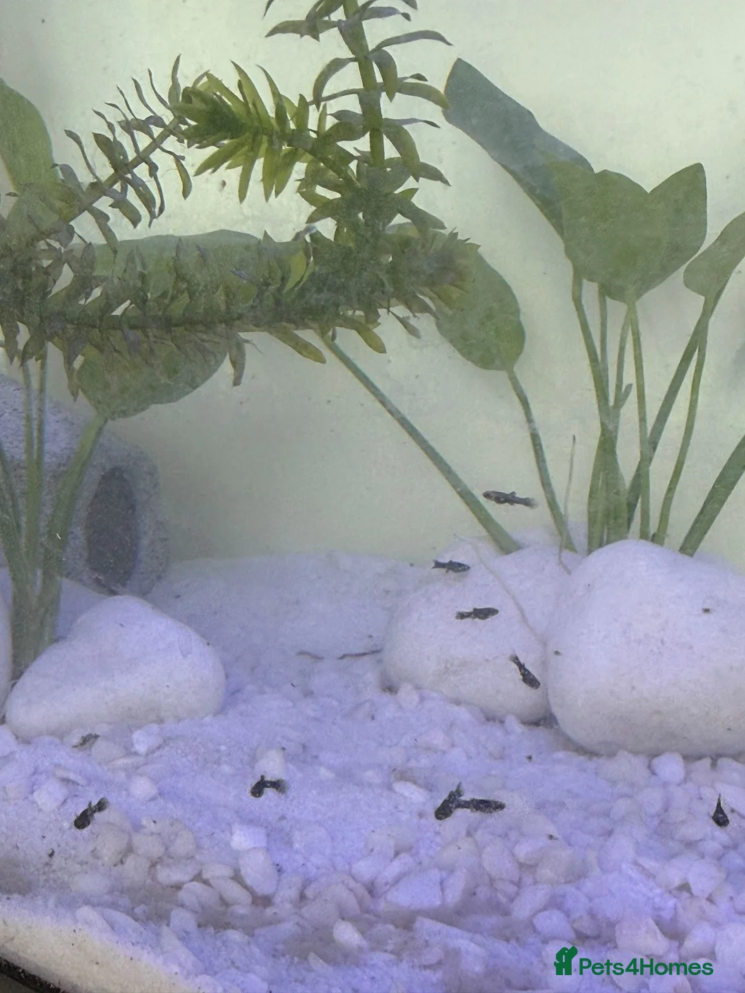 Mollies fish for sale: Baby Mollie Fish - Advert 1