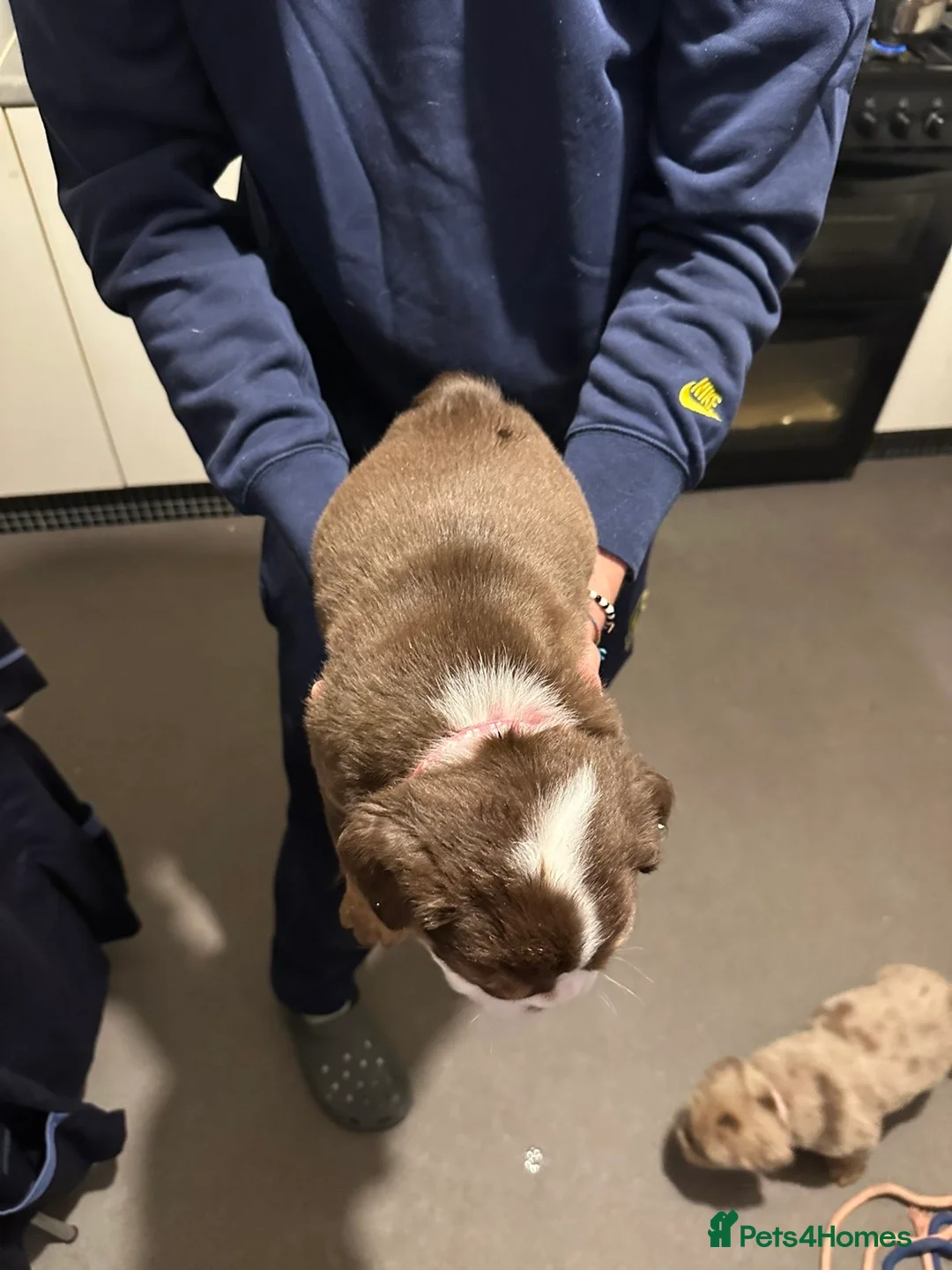 Mixed Breed dogs for sale: FLUFFY OLD TYME ENGLISH BULLDOG  - Advert 4