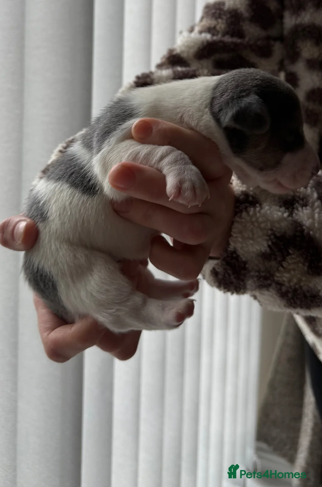 Jack Russell dogs for sale: DONJACKS - stunning imported lines blue tri boy - Advert 15