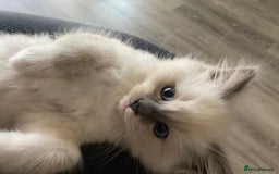 Ragdoll cats for sale: Ragdoll boy  - Image 1