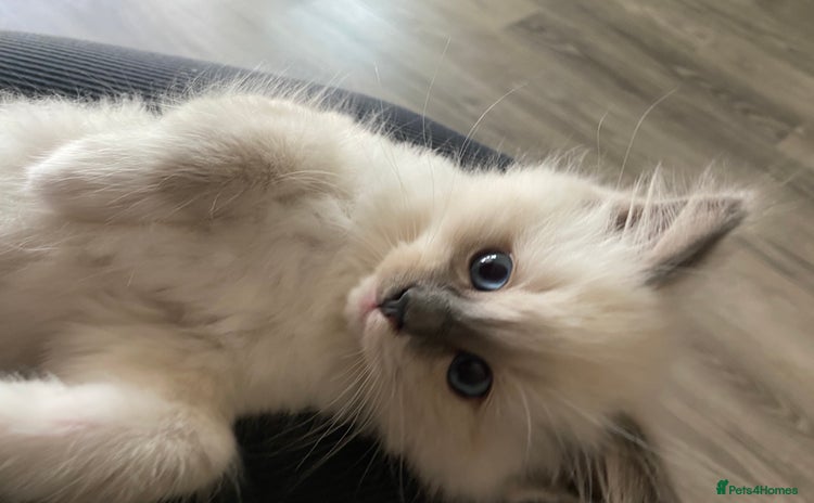 Ragdoll cats - Advert 3