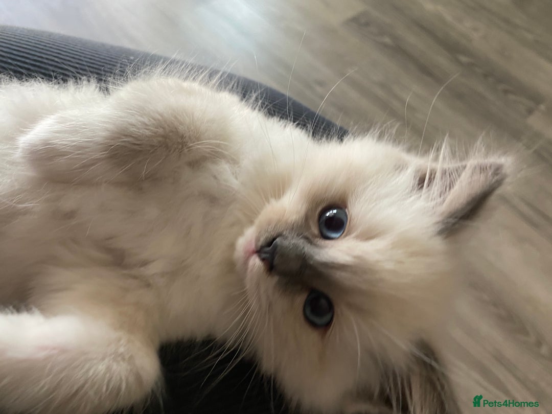 Ragdoll cats for sale: Ragdoll boy  - Image 1