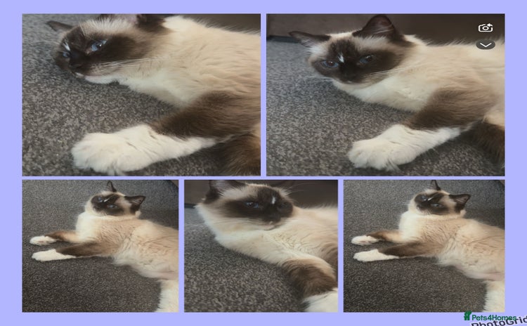 Ragdoll cats Dreamy Purebred Ragdoll Kittens - Advert 1