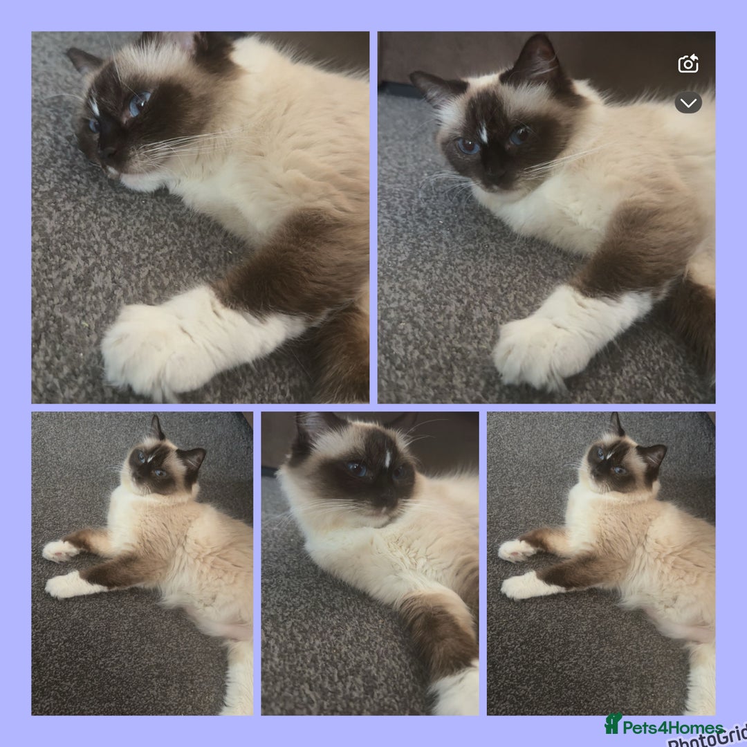 Ragdoll cats for sale: Dreamy Purebred Ragdoll Kittens - Advert 1