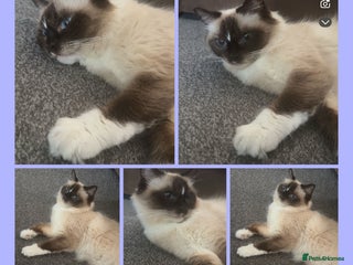 Ragdoll cats Dreamy Purebred Ragdoll Kittens - Advert 1