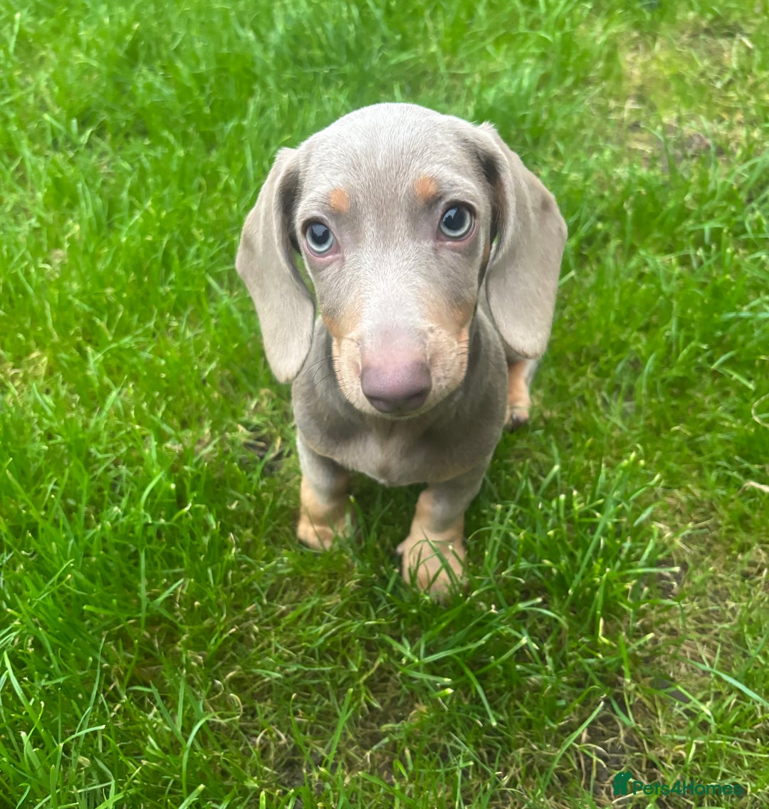 Miniature Dachshund dogs for sale: Ready now! KC Miniature Dachshund Puppies  - Image 4