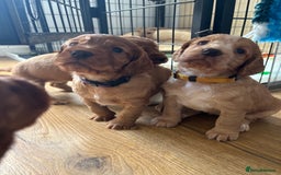 Cocker Spaniel dogs for sale: Working Cocker Spaniel - Image 1