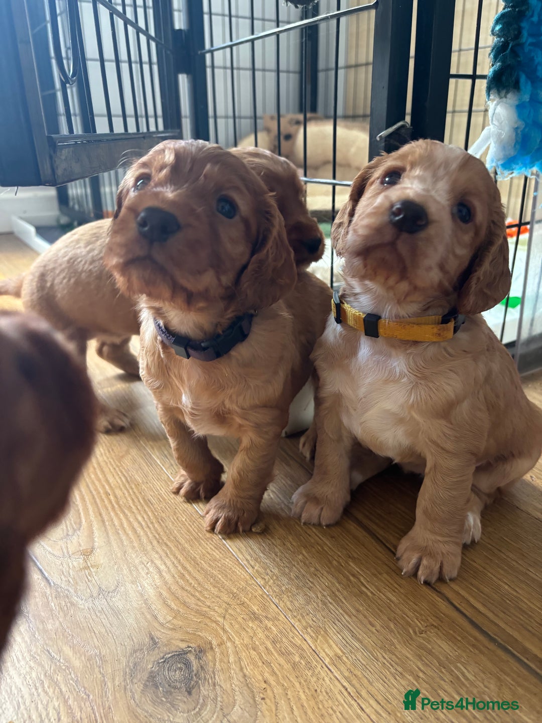 Cocker Spaniel dogs for sale: Working Cocker Spaniel - Image 1