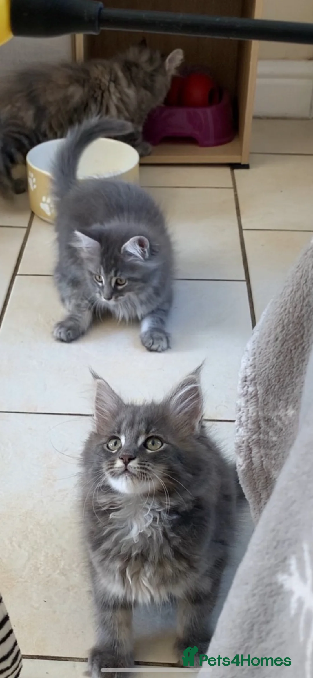 Maine Coon cats for sale: Beautiful Maine coon kittens  - Advert 1