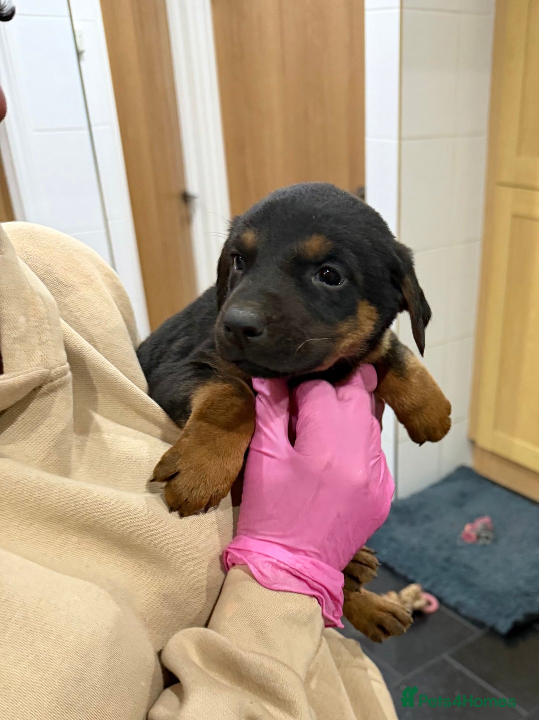 Mixed Breed dogs for sale: Doberman X puppies for sale  - Advert 24