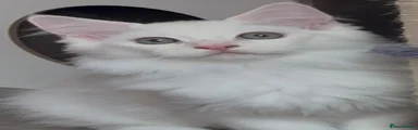 Milo