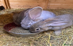 Continental Giant rabbits for sale: Continental Giants - Image 2